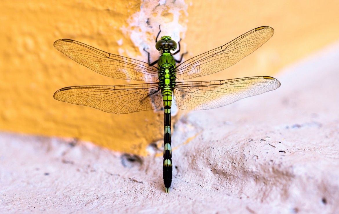 dragonfly